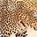 African Leopard Cat
