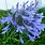 African Lily Flower