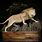 African Lion Taxidermy