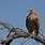 African Tawny Eagle