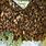 Africanized Honey Bee Hive