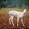 Albino Roe Deer