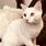 Albino Tabby Cat