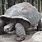 Aldabra Turtle