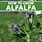 Alfalfa Seeds for Planting