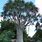 Aloe Tree