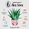 Aloe Vera Plant Facts