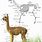Alpaca Anatomy