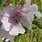 Althaea Officinalis