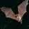 Amazing Bat Pictures