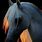 Amazing Horse Photography