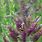 Amorpha Canescens Seeds