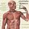 Anatomía Humana Imágenes