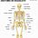 Anatomia Esqueleto