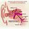 Anatomy of Eustachian Tube