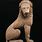 Ancient Lion Art