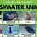 Animals in Freshwater