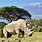 Animals in Kilimanjaro National Park
