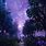 Anime Purple Forest