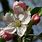 Apple Fruit Flower