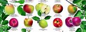 Apple Fruit Poster