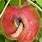 Apple Tree Bugs