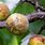 Apricot Tree Diseases