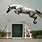 Arabian Horse Jumping