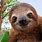 Are Sloths Mammals
