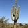 Arizona Cactus Varieties