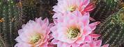 Arizona Cactus with Pink Flowers