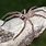 Arizona Huntsman Spider