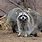 Arizona Raccoon