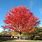 Armstrong Red Maple