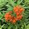 Asclepias Butterfly Weed