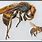 Asian Giant Hornet vs Wasp