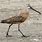 Asiatic Dowitcher