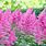 Astilbe Pictures