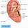 Auricular Anatomy