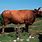 Auroch Cattle