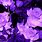 Austhetic Purple Rose
