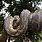 Australia Zoo Snakes