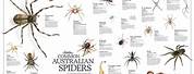 Australian Spider Identification Chart