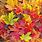 Autumn Leaf Colours