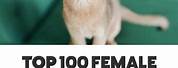 Awesome Girl Cat Names
