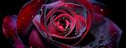 Awsome Gothic Rose Wallpaper
