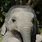 Baby Elephant Head