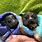 Baby Fruit Bat Pets