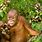 Baby Orangutan Eating