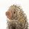 Baby Porcupine Quills